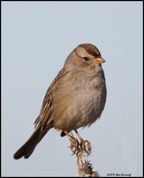 _0SB1264 sparrow.jpg